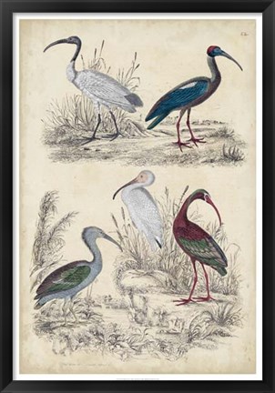 Framed Ibis Family Print