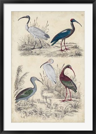 Framed Ibis Family Print