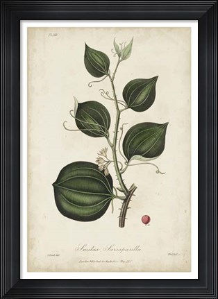 Framed Medicinal Botany I Print