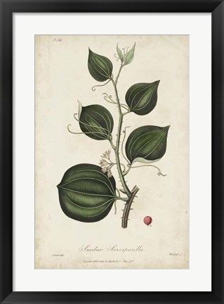 Framed Medicinal Botany I Print