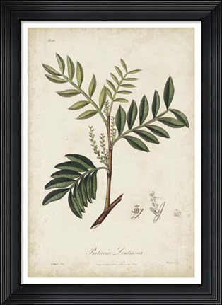 Framed Medicinal Botany II Print