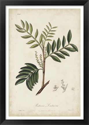 Framed Medicinal Botany II Print