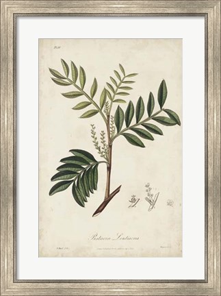 Framed Medicinal Botany II Print
