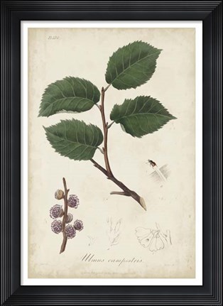Framed Medicinal Botany III Print