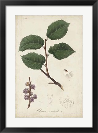 Framed Medicinal Botany III Print