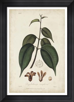 Framed Medicinal Botany IV Print