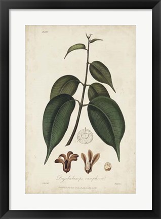 Framed Medicinal Botany IV Print