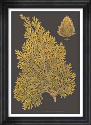 Framed Trees &amp; Leaves III Print