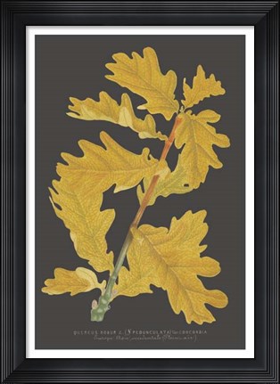 Framed Trees &amp; Leaves IV Print