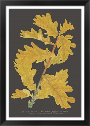 Framed Trees &amp; Leaves IV Print