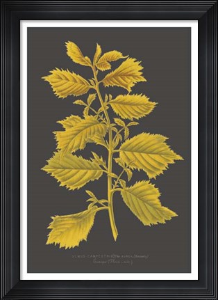 Framed Trees &amp; Leaves V Print