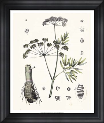 Framed Berge Botanicals I Print