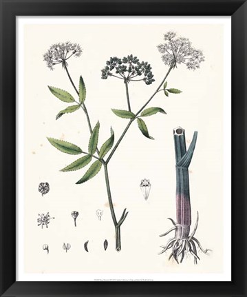 Framed Berge Botanicals II Print