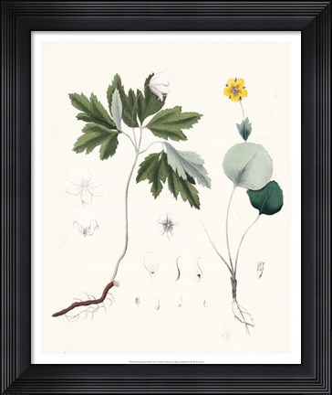 Framed Berge Botanicals III Print