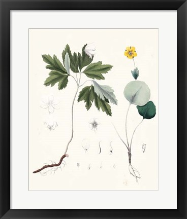 Framed Berge Botanicals III Print