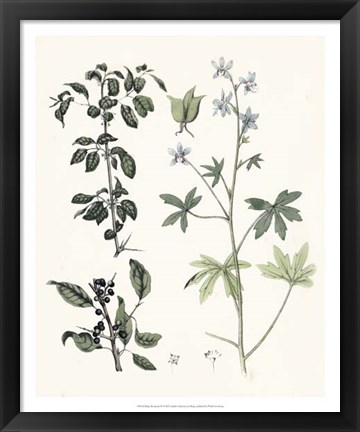 Framed Berge Botanicals IV Print