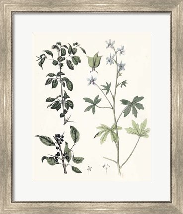 Framed Berge Botanicals IV Print