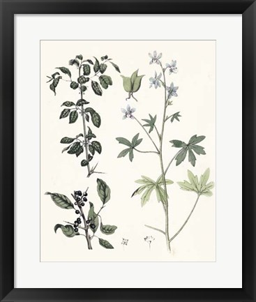 Framed Berge Botanicals IV Print