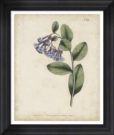Framed Lavender Curtis Botanicals I Print