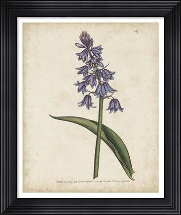 Framed Lavender Curtis Botanicals II Print
