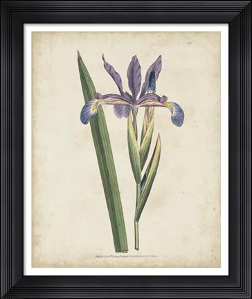 Framed Lavender Curtis Botanicals III Print