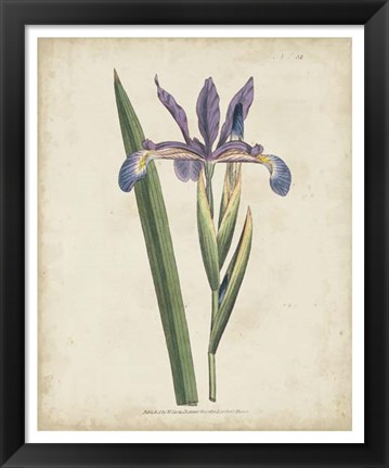 Framed Lavender Curtis Botanicals III Print