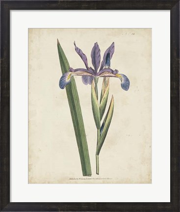 Framed Lavender Curtis Botanicals III Print