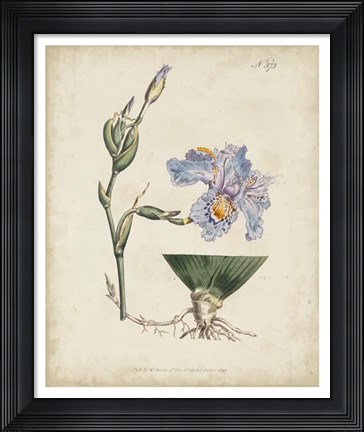 Framed Lavender Curtis Botanicals IV Print