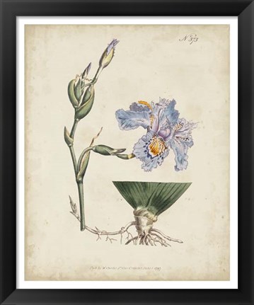 Framed Lavender Curtis Botanicals IV Print