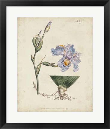 Framed Lavender Curtis Botanicals IV Print
