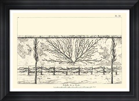 Framed Antique Diagram for Espaliers I Print