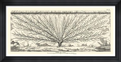 Framed Antique Diagram for Espaliers III Print