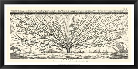 Framed Antique Diagram for Espaliers III Print