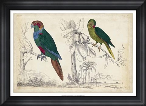Framed Parrot Pair I Print