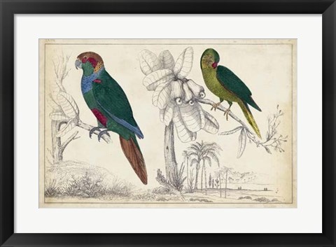 Framed Parrot Pair I Print
