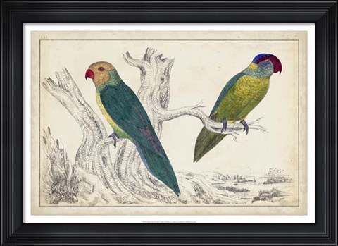 Framed Parrot Pair II Print