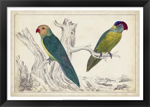 Framed Parrot Pair II Print