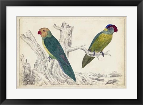 Framed Parrot Pair II Print