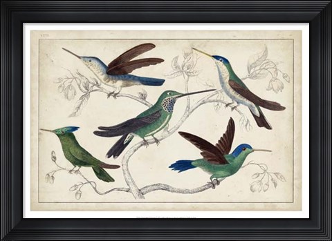 Framed Hummingbird Gathering I Print