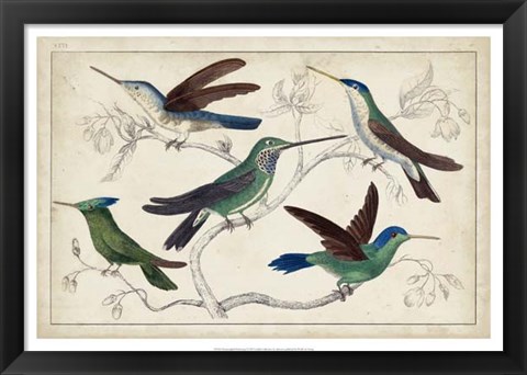 Framed Hummingbird Gathering I Print