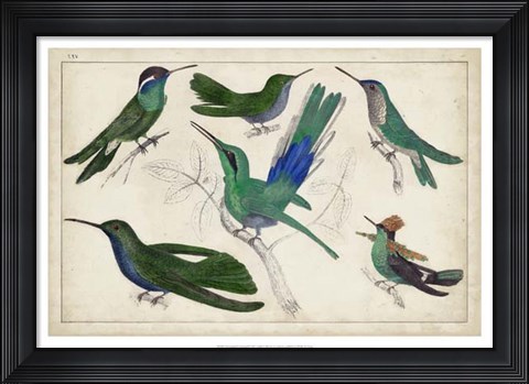 Framed Hummingbird Gathering II Print