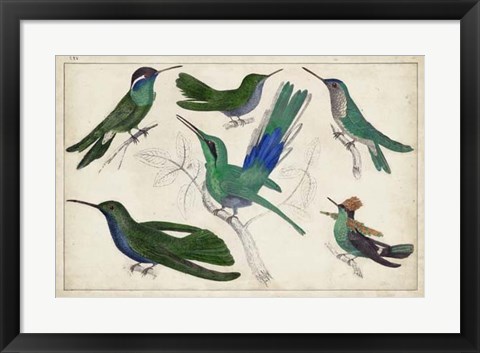 Framed Hummingbird Gathering II Print