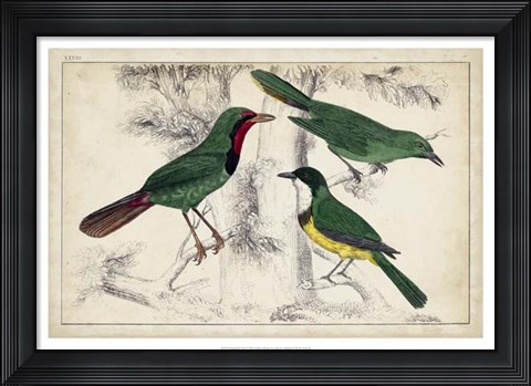 Framed Tropical Bird Trio I Print