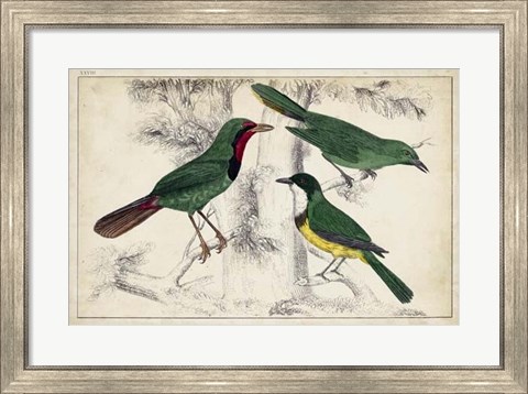 Framed Tropical Bird Trio I Print