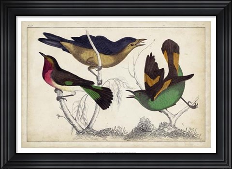 Framed Tropical Bird Trio II Print