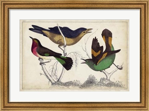 Framed Tropical Bird Trio II Print