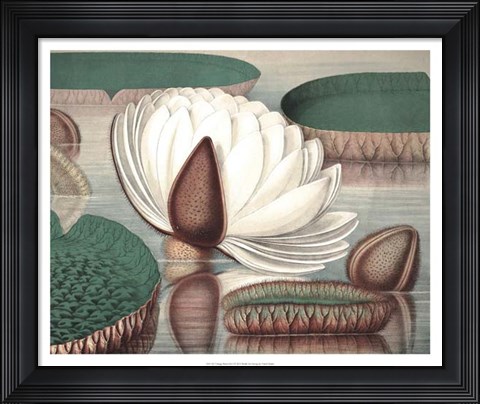 Framed Vintage Water Lily I Print