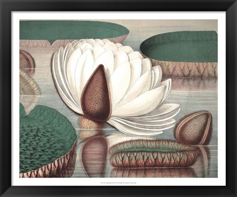 Framed Vintage Water Lily I Print