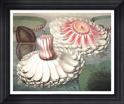 Framed Vintage Water Lily II Print