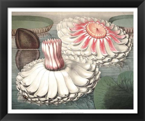 Framed Vintage Water Lily II Print